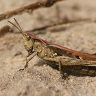 Nachtigall-Grashüpfer (Chorthippus biguttulus),Weibchen