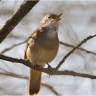 Nachtigall , ick hör Dir trapsen