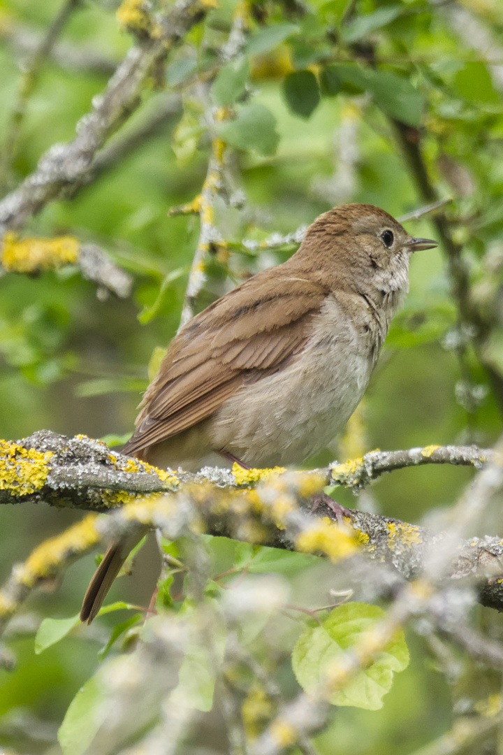 Nachtigall im Auwald am Oberrhein