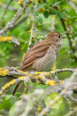 Nachtigall im Auwald am Oberrhein