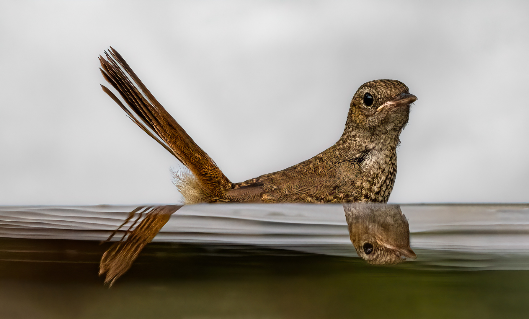 Nachtigall Jungvogel - Pool-Serie #3