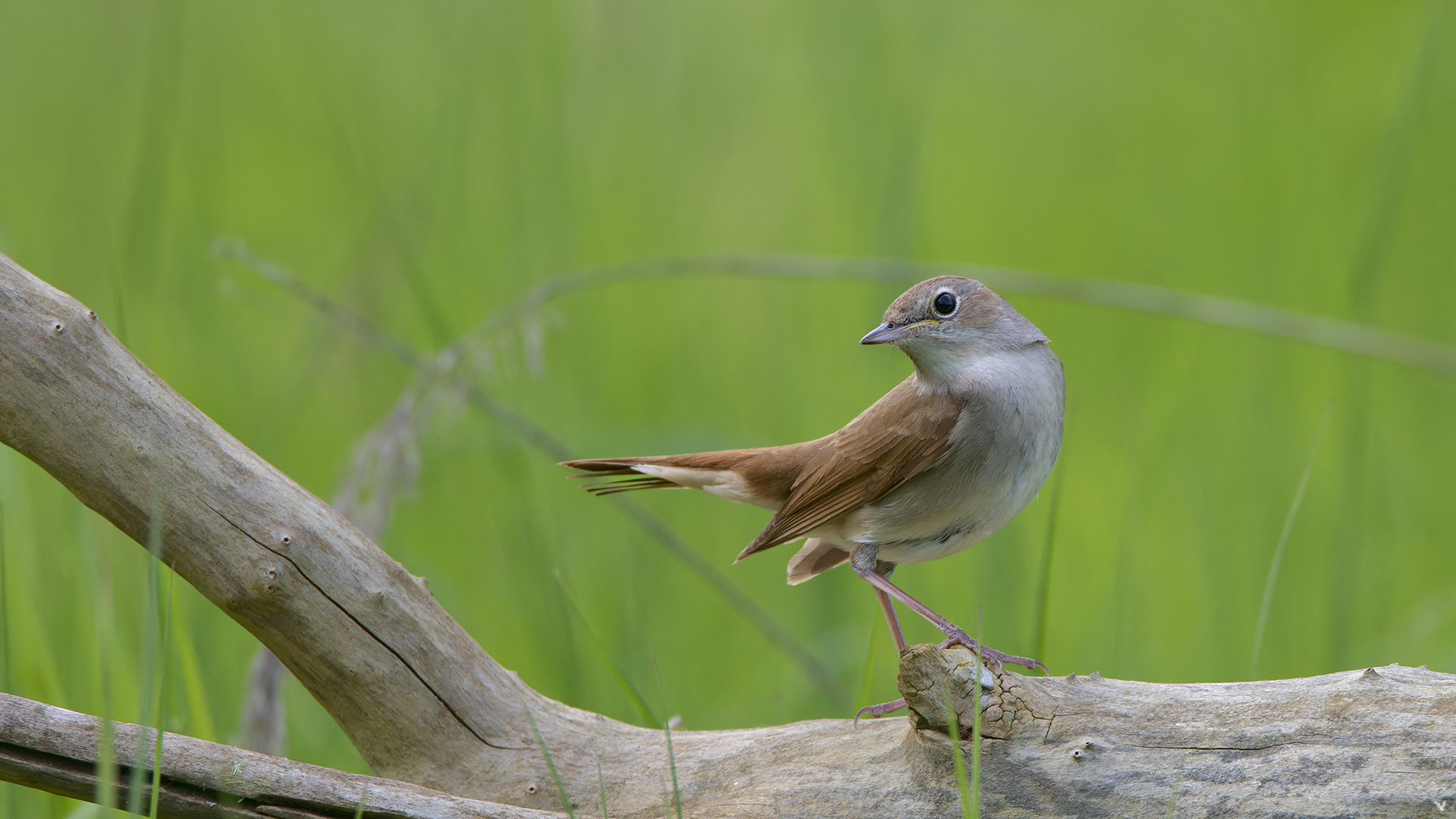 Nachtigall | Luscinia megarhynchos