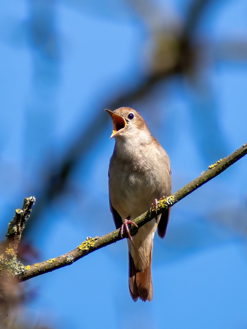 Nachtigall   (Luscinia megarhynchos)