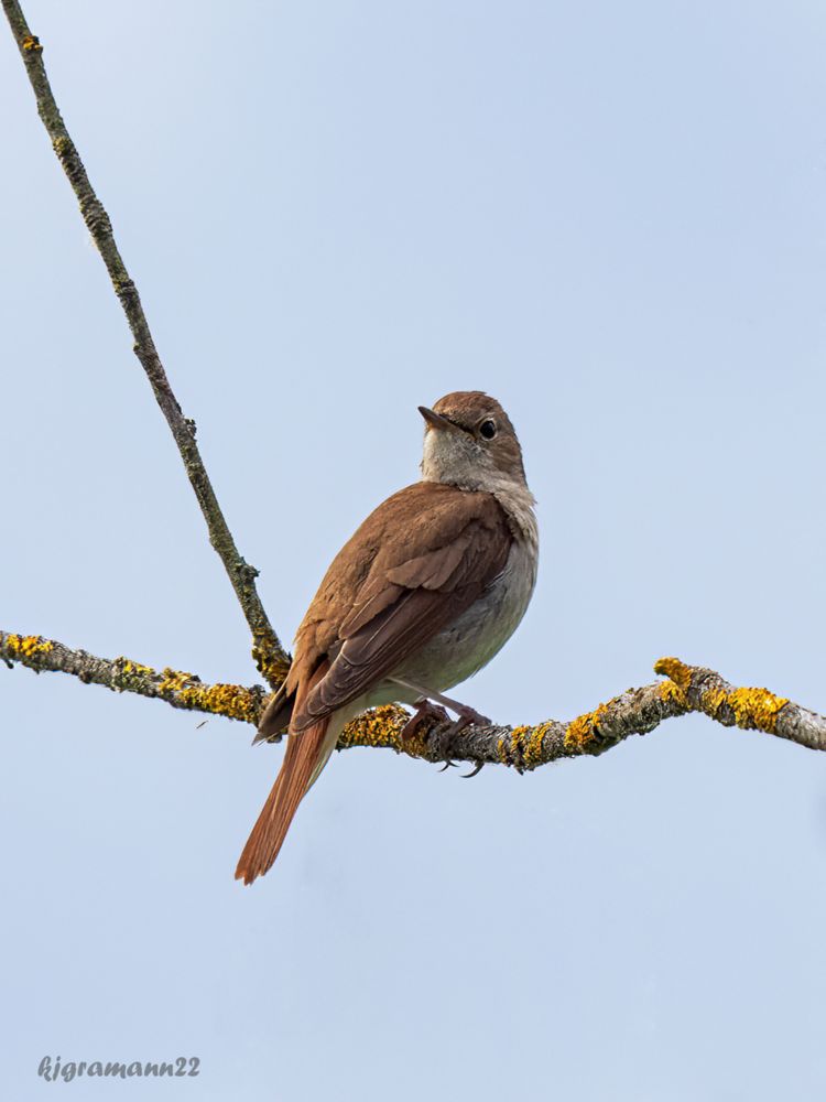 Nachtigall (Luscinia megarhynchos)