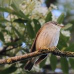 Nachtigall (Luscinia megarhynchos)... 