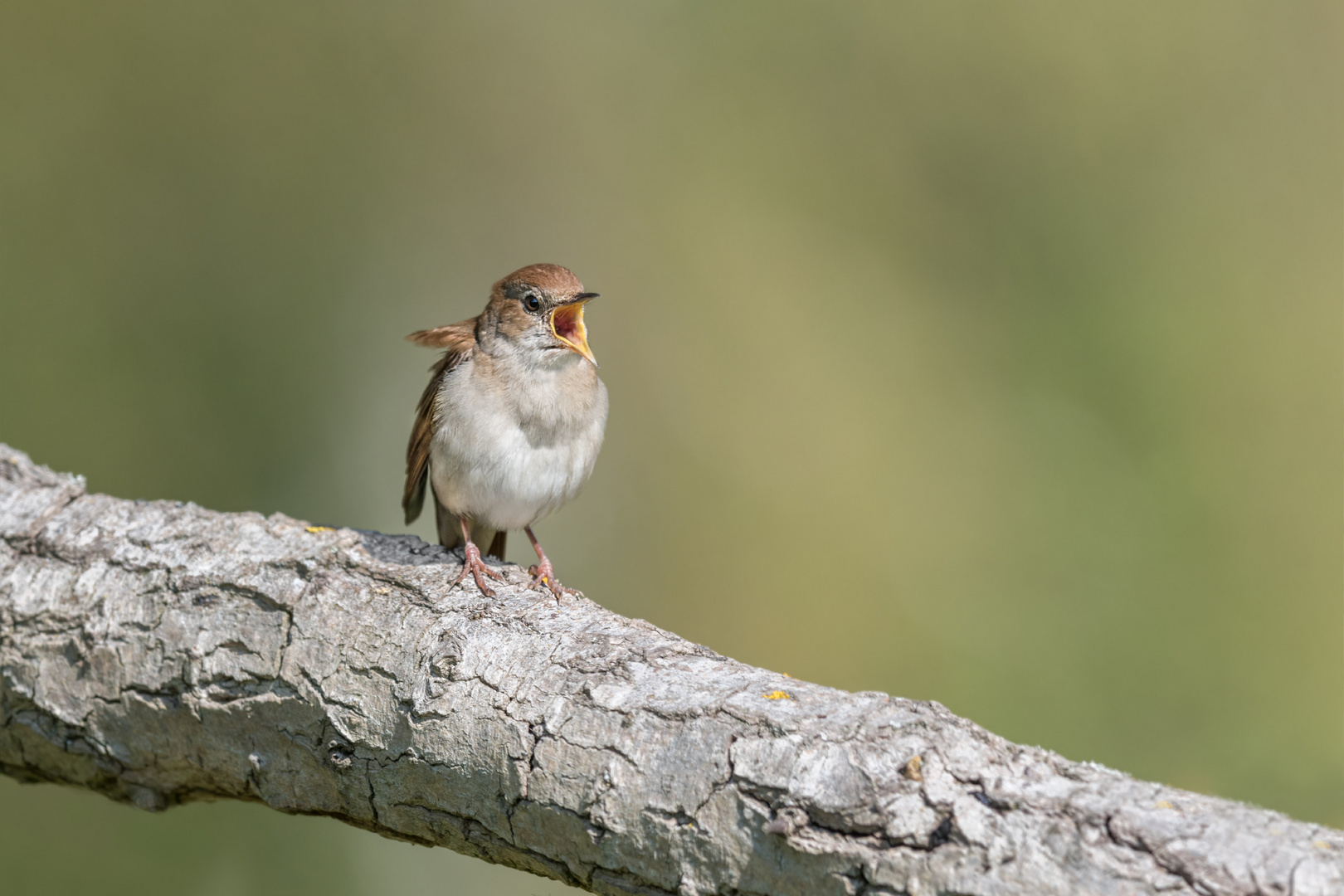 Nachtigall (Luscinia megarhynchos)