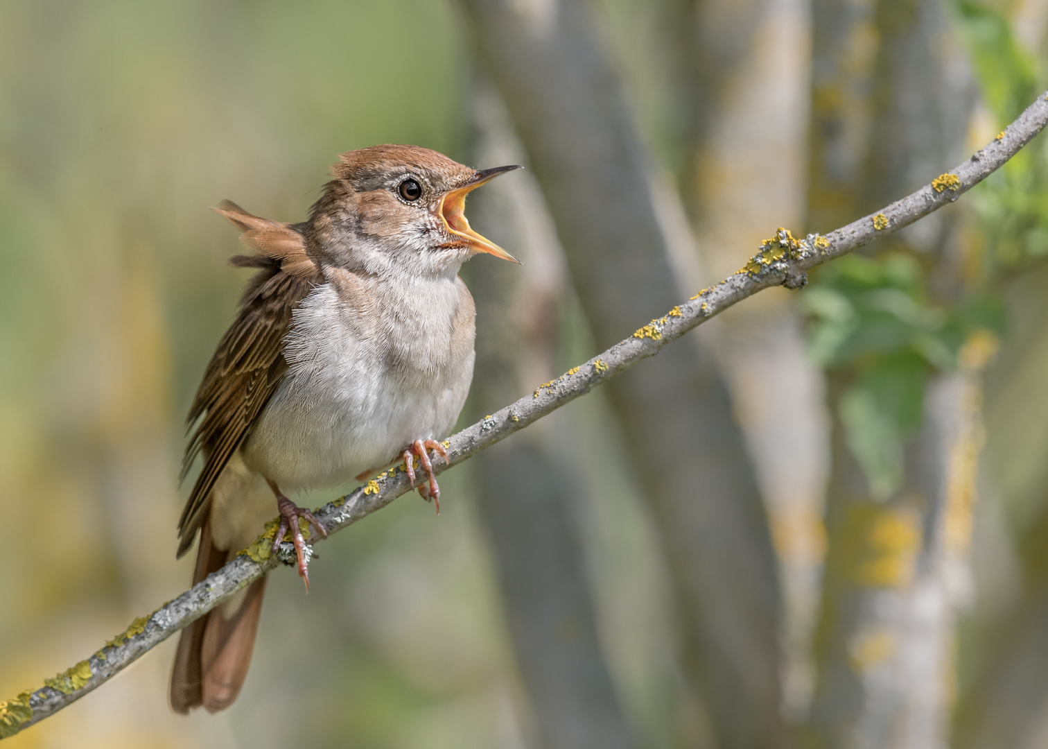 Nachtigall (Luscinia megarhynchos)