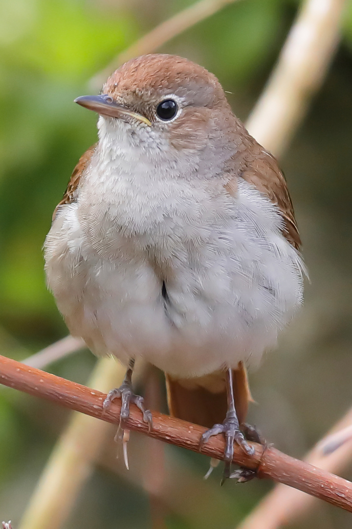 Nachtigall (Luscinia megarhynchos) 