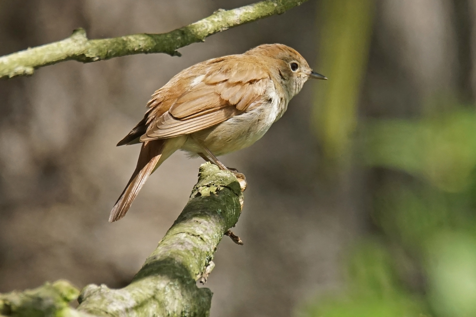 Nachtigall (Luscinia megarhynchos)