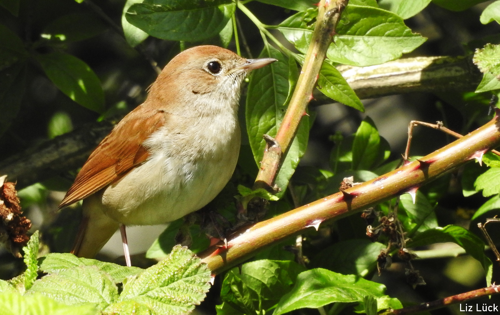 Nachtigall (Luscinia megarhynchos) 