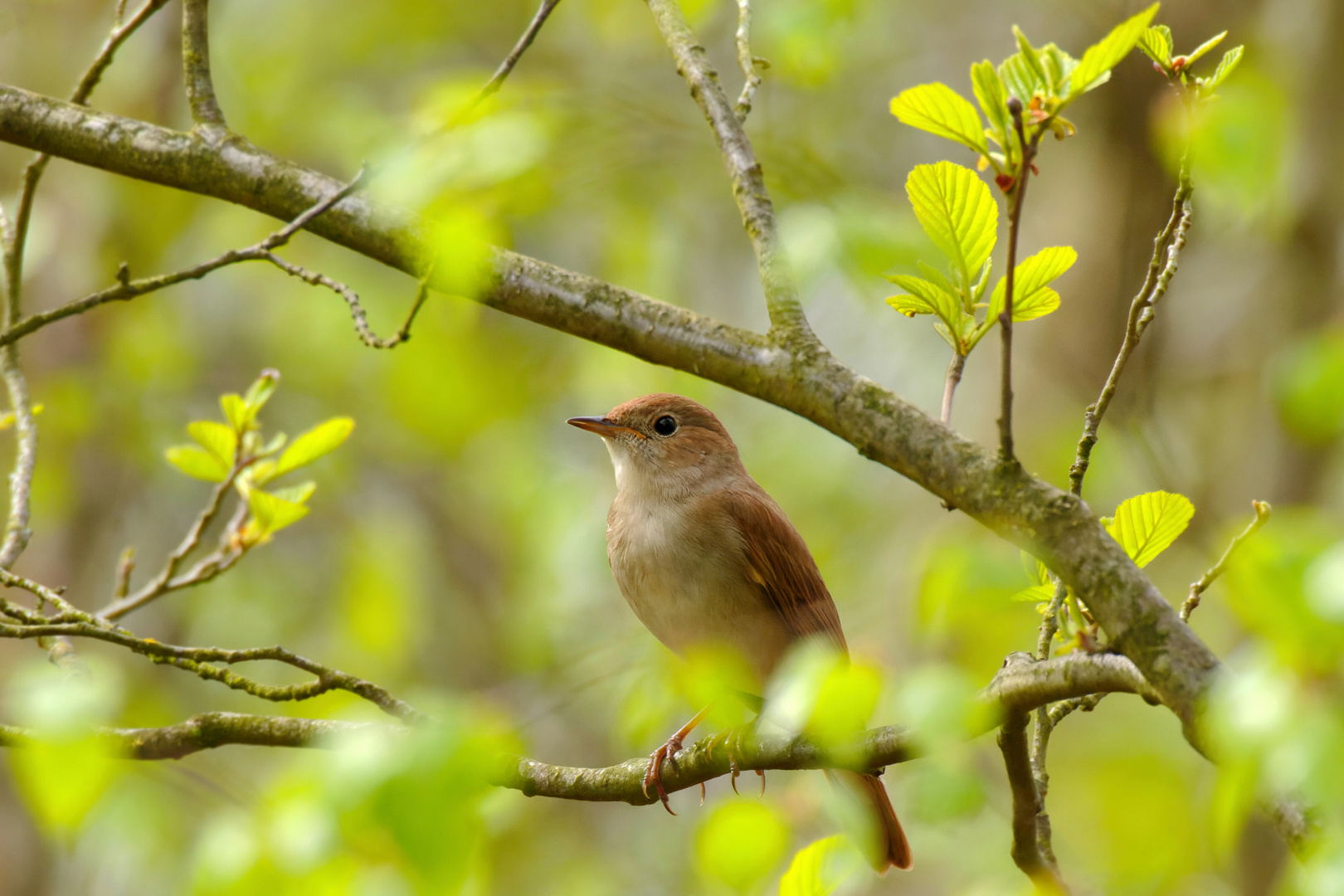  Nachtigall -(Luscinia megarhynchos)