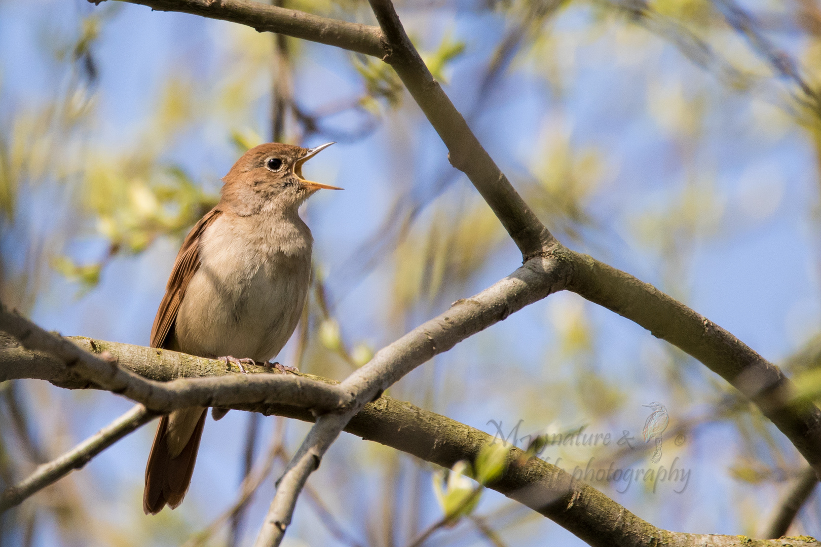 Nachtigall / nightingale (Luscinia megarhynchos) in concert