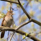 Nachtigall / nightingale (Luscinia megarhynchos) in concert