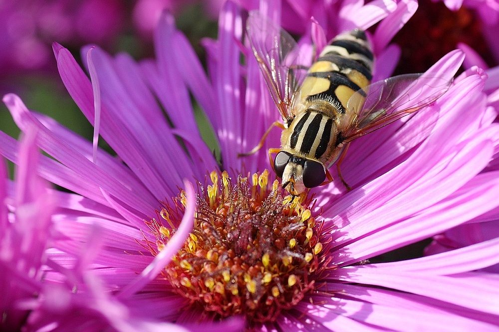 Nachtisch? Aster!