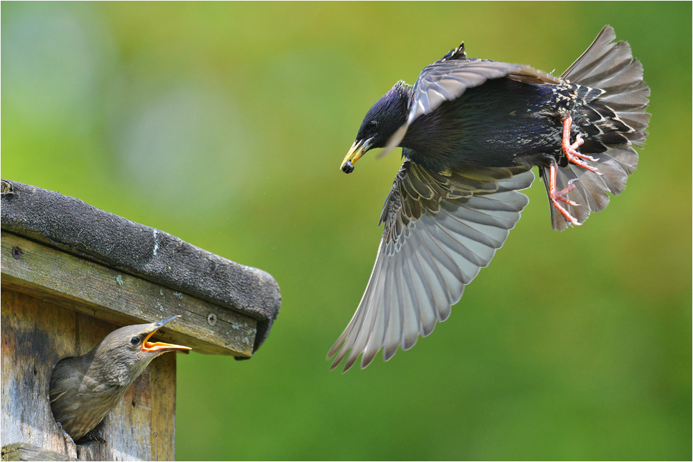 Nachtisch im Anflug . . .