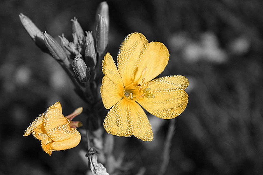 Nachtkerze im Morgentau ( Colorkey )