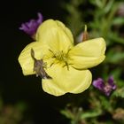 Nachtkerze mit Besucher