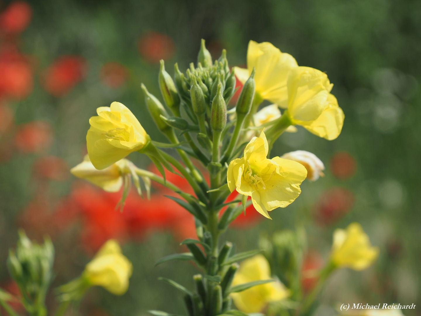 Nachtkerze (Oenothera)