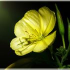 Nachtkerze - Oenothera biennis