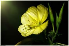 Nachtkerze - Oenothera biennis