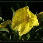 Nachtkerze (Oenothera)