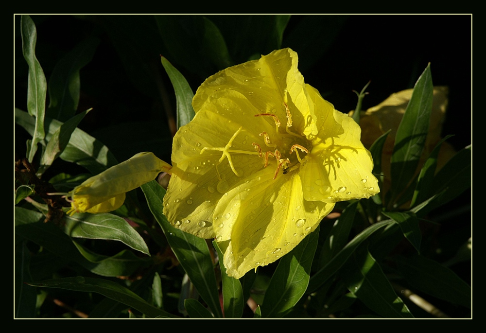 Nachtkerze (Oenothera)