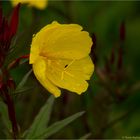 Nachtkerze (Oenothera fruticosa)