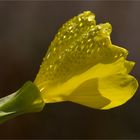 Nachtkerze (Oenothera fruticosa).