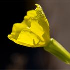 Nachtkerze (Oenothera fruticosa)....