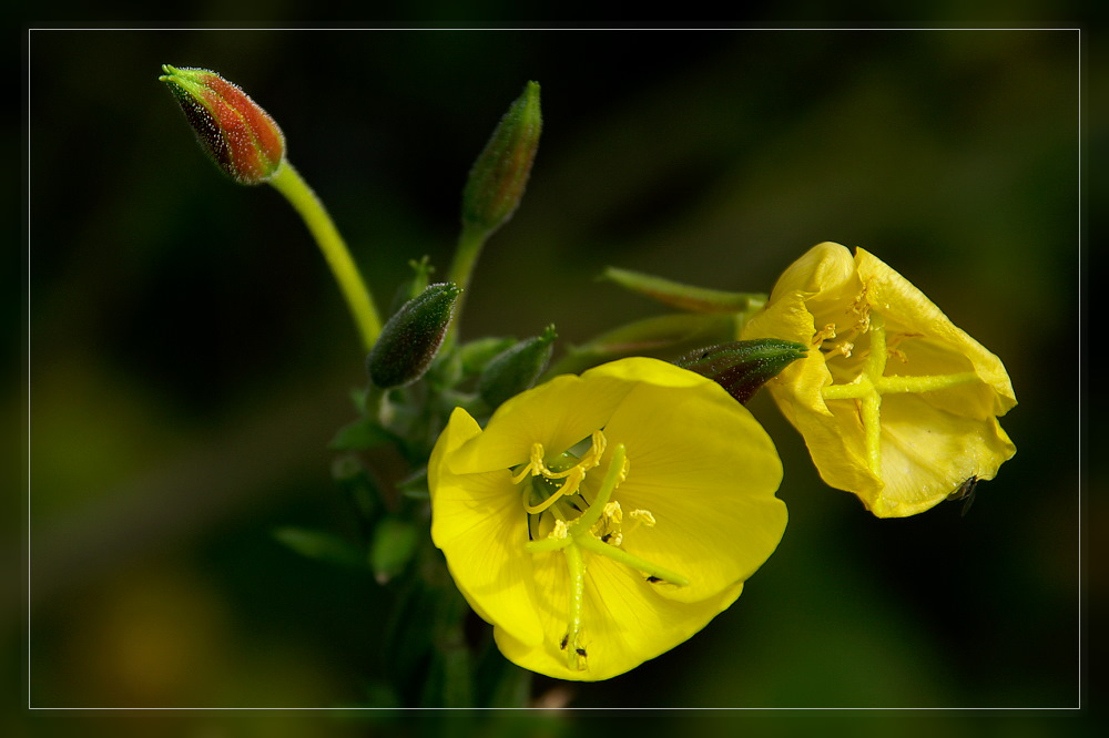 Nachtkerze (Oenothera missouriensis) ?