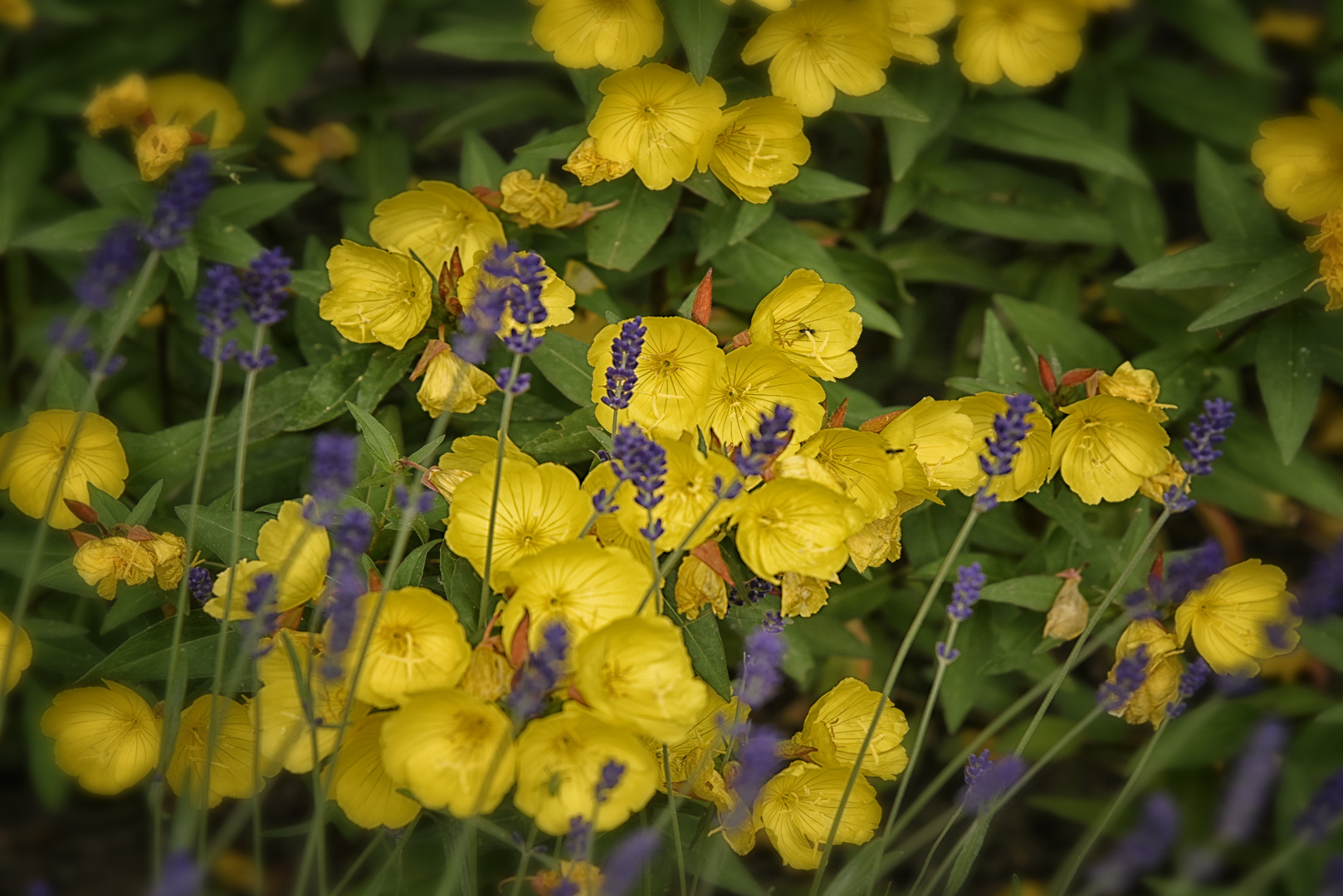 Nachtkerzen Blumen - Heilpflanzen