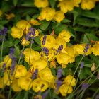 Nachtkerzen Blumen - Heilpflanzen