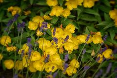 Nachtkerzen Blumen - Heilpflanzen