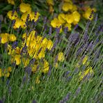 Nachtkerzen Blumen - Heilpflanzen