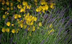 Nachtkerzen Blumen - Heilpflanzen