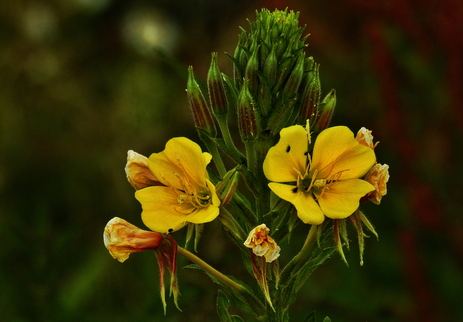 Nachtkerzen Foto & Bild | pflanzen, pilze & flechten, blüten- & kleinpflanzen, gartenpflanzen ...