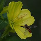 Nachtkerzenblüte mit Schwebfliege