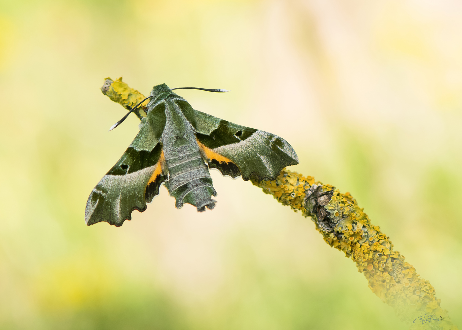 Nachtkerzenschwärmer Foto & Bild | makro, natur, macro Bilder auf ...
