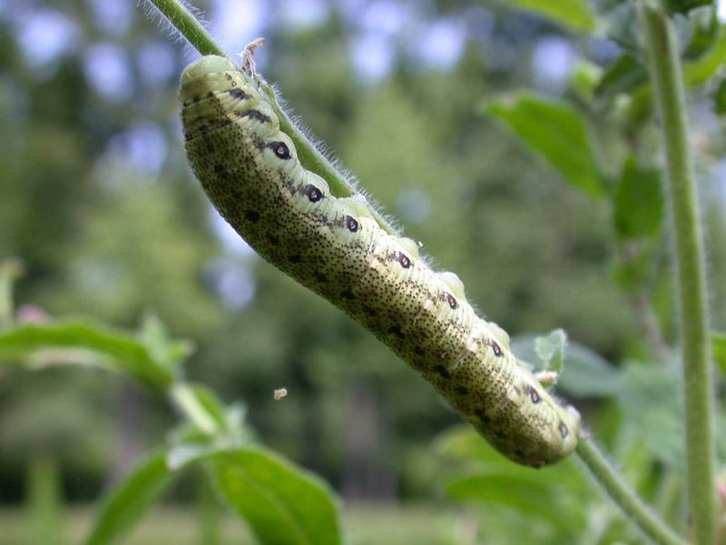 Nachtkerzenschwärmer (Proserpinus proserpina)