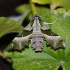 Nachtkerzenschwärmer (Proserpinus proserpina)