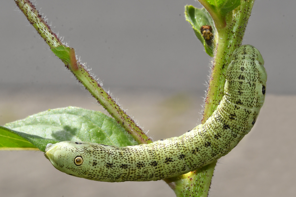 Nachtkerzenschwärmer (Proserpinus proserpina)