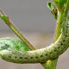 Nachtkerzenschwärmer (Proserpinus proserpina)