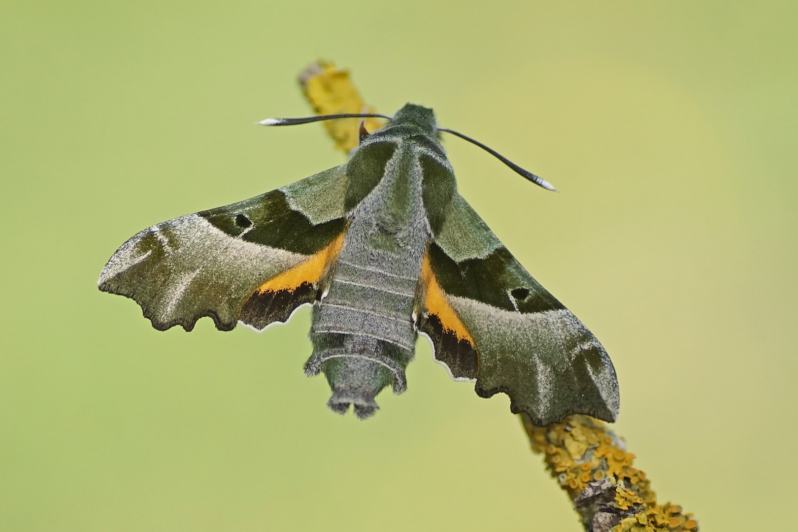 Nachtkerzenschwärmer (Proserpinus proserpina)