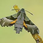 Nachtkerzenschwärmer (Proserpinus proserpina)