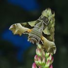Nachtkerzenschwärmer, Proserpinus proserpina, an der Blüte einer Lupine