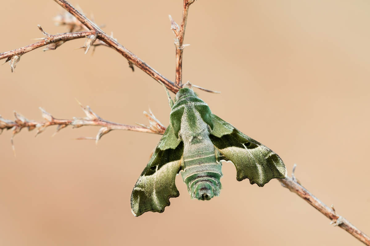 Nachtkerzenschwärmer (Proserpinus proserpina)