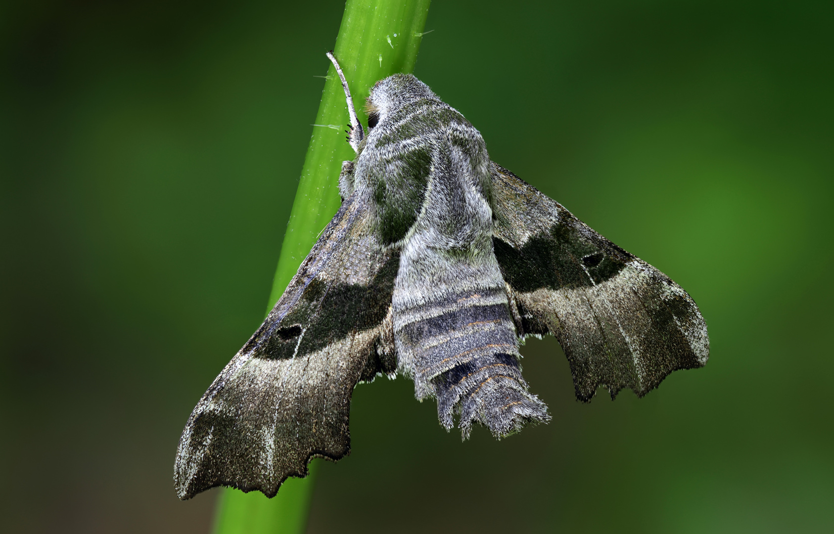 Nachtkerzenschwärmer (Proserpinus proserpina)