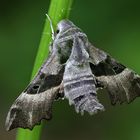 Nachtkerzenschwärmer (Proserpinus proserpina)