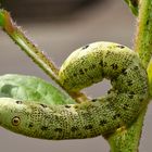 Nachtkerzenschwärmer (Proserpinus proserpina) Raupe