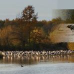 Nachtlager: Kraniche am Zachariassee